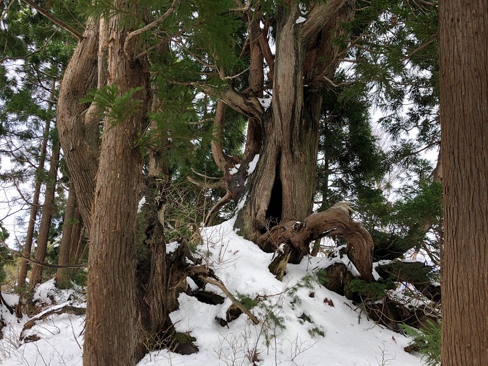 冬の巨大杉